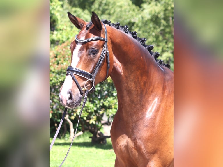 Hannoveraan Ruin 5 Jaar 170 cm Bruin in Selsingen