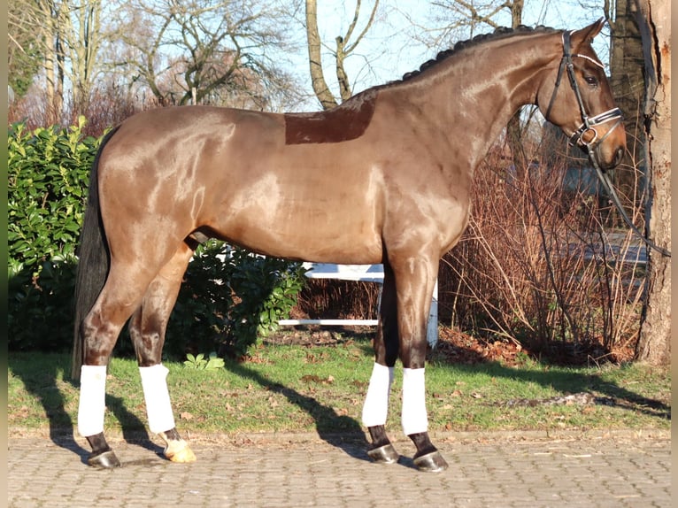 Hannoveraan Ruin 5 Jaar 170 cm Bruin in Selsingen