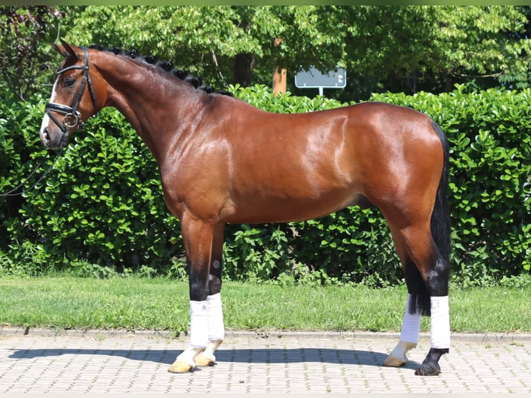 Hannoveraan Ruin 5 Jaar 170 cm Bruin in Selsingen