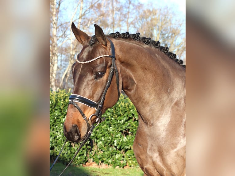 Hannoveraan Ruin 5 Jaar 170 cm Bruin in Selsingen