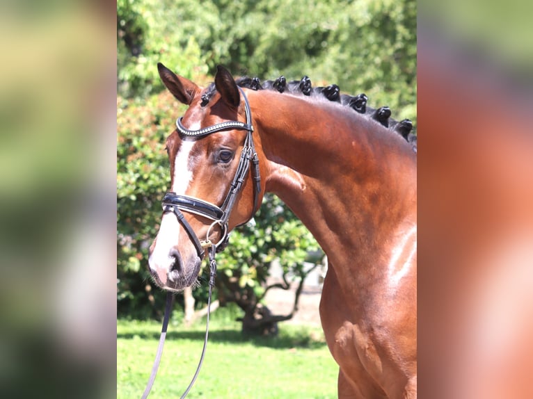 Hannoveraan Ruin 5 Jaar 170 cm Bruin in Selsingen