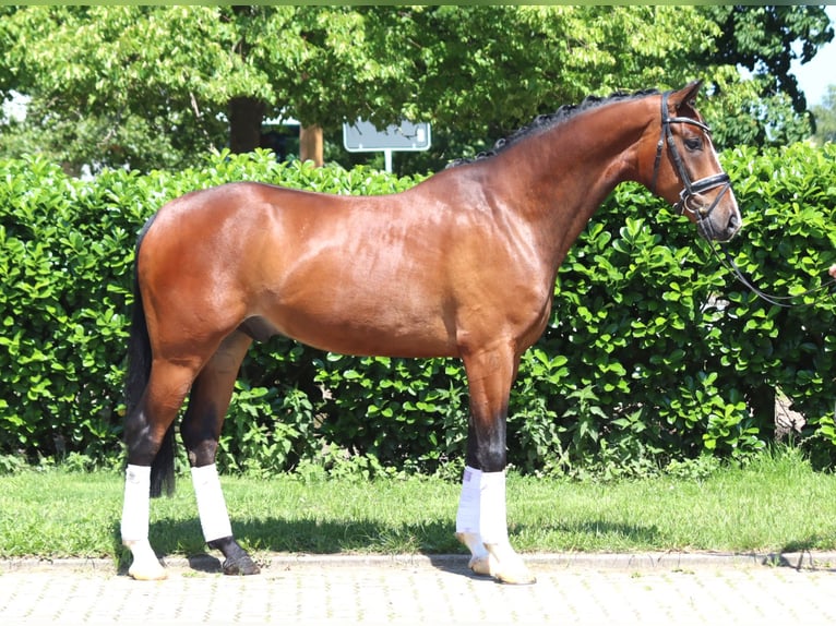 Hannoveraan Ruin 5 Jaar 170 cm Bruin in Selsingen