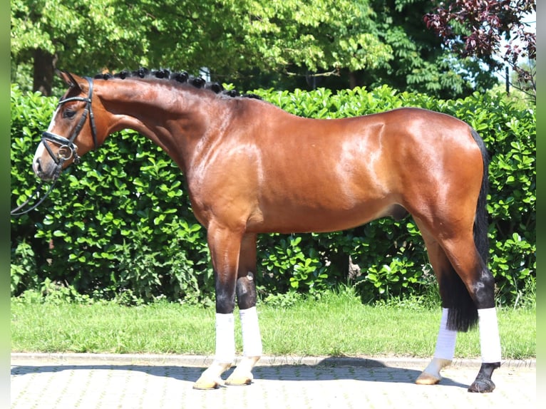 Hannoveraan Ruin 5 Jaar 170 cm Bruin in Selsingen