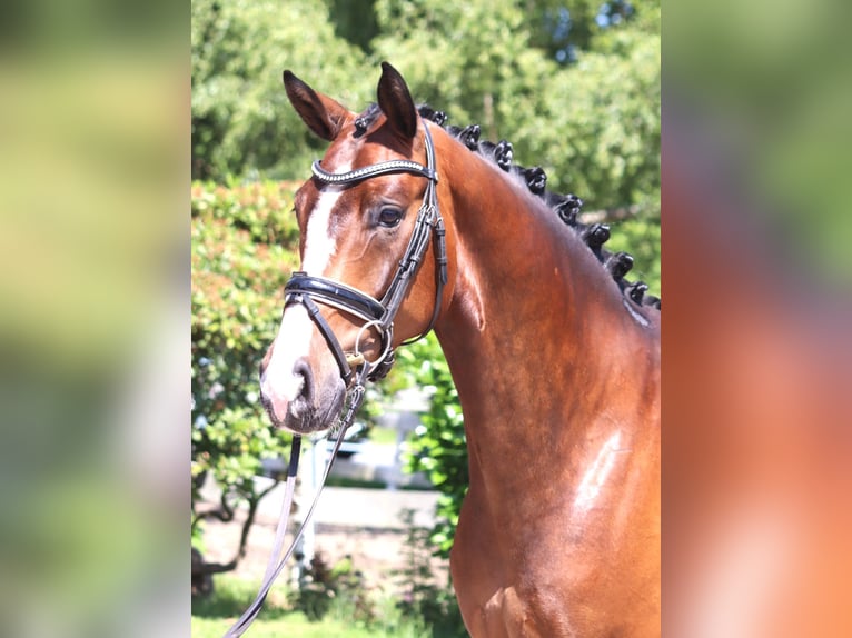 Hannoveraan Ruin 5 Jaar 170 cm Bruin in Selsingen