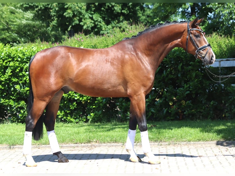 Hannoveraan Ruin 5 Jaar 170 cm Bruin in Selsingen