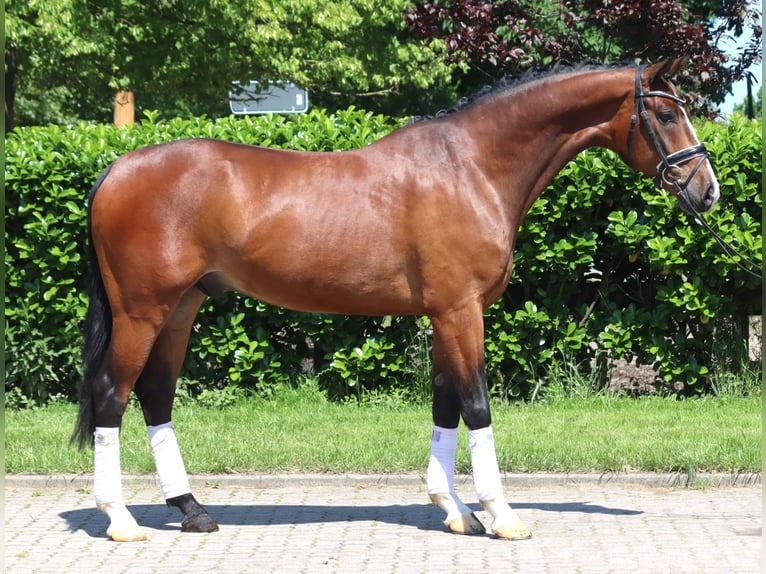 Hannoveraan Ruin 5 Jaar 170 cm Bruin in Selsingen
