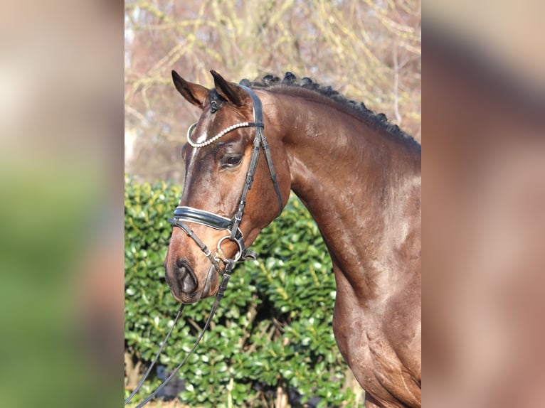 Hannoveraan Ruin 5 Jaar 170 cm Bruin in Selsingen