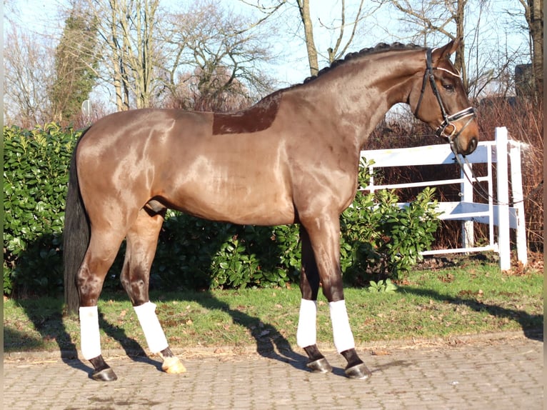 Hannoveraan Ruin 5 Jaar 170 cm Bruin in Selsingen