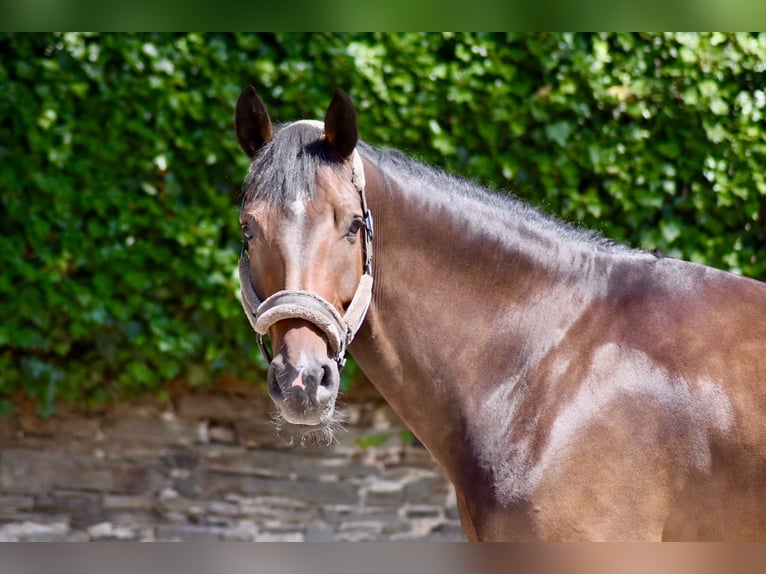Hannoveraan Ruin 5 Jaar 170 cm Bruin in Ratingen