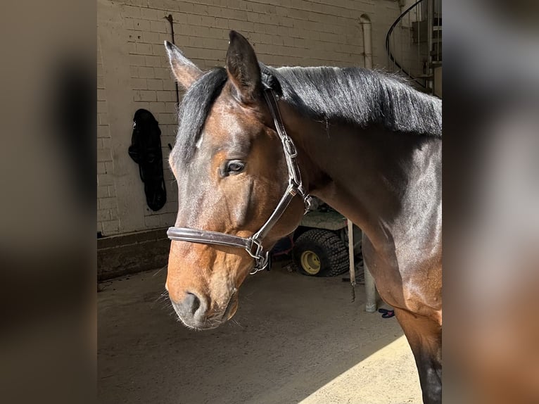 Hannoveraan Ruin 5 Jaar 170 cm Bruin in Düsseldorf