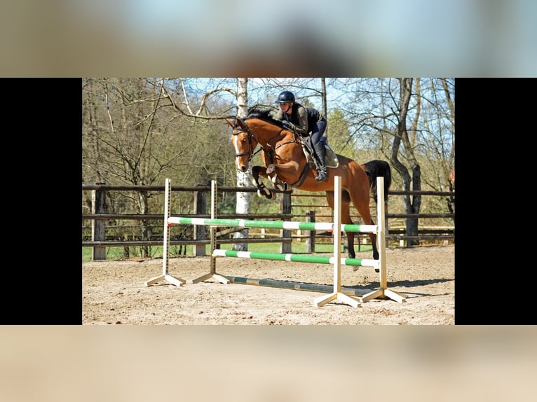 Hannoveraan Ruin 5 Jaar 170 cm Bruin in Ritterhude