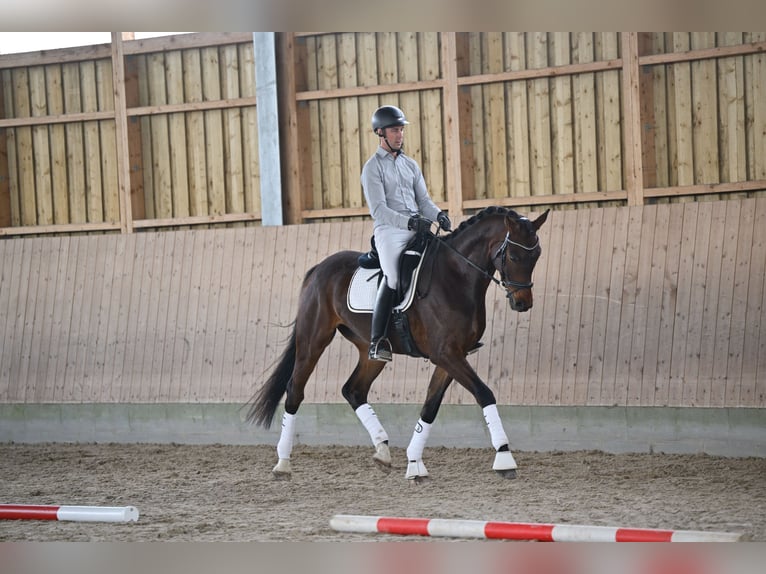 Hannoveraan Ruin 5 Jaar 170 cm Donkerbruin in Brieselang