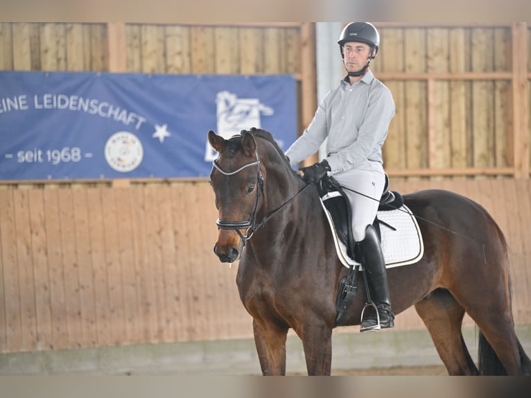 Hannoveraan Ruin 5 Jaar 170 cm Donkerbruin in Brieselang