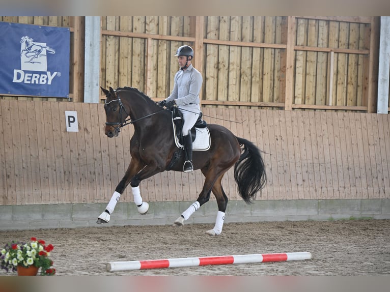 Hannoveraan Ruin 5 Jaar 170 cm Donkerbruin in Brieselang