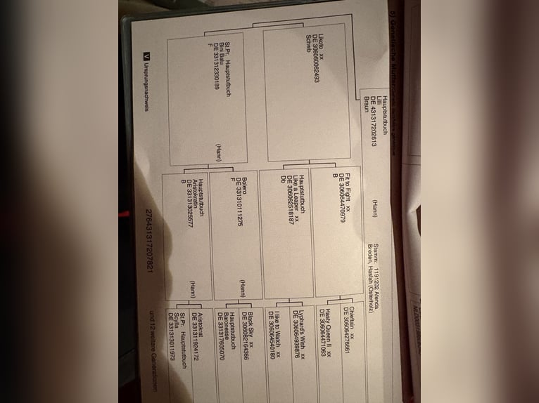 Hannoveraan Ruin 5 Jaar 170 cm Donkerbruin in Kirchlinteln