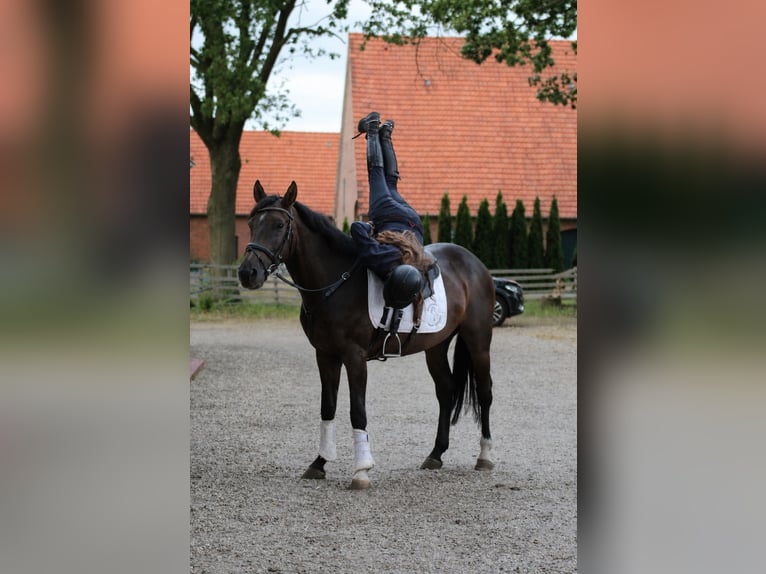 Hannoveraan Ruin 5 Jaar 170 cm Donkerbruin in Fürstenau