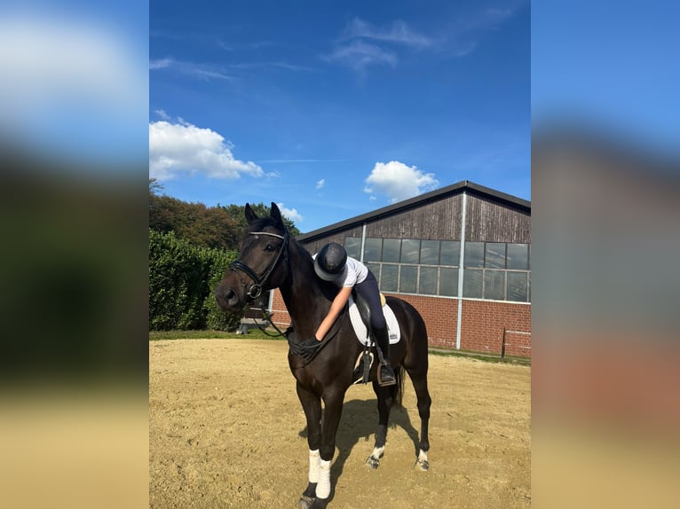 Hannoveraan Ruin 5 Jaar 170 cm Donkerbruin in Kevelaer