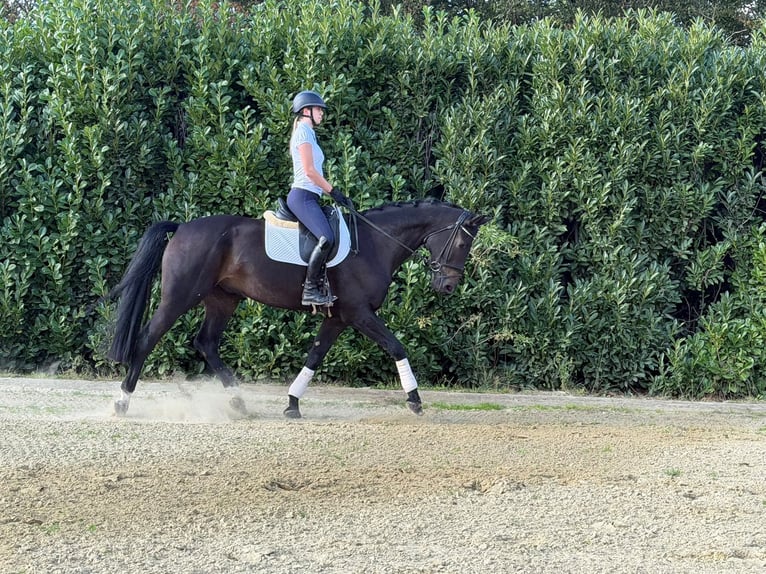 Hannoveraan Ruin 5 Jaar 170 cm Donkerbruin in Kevelaer