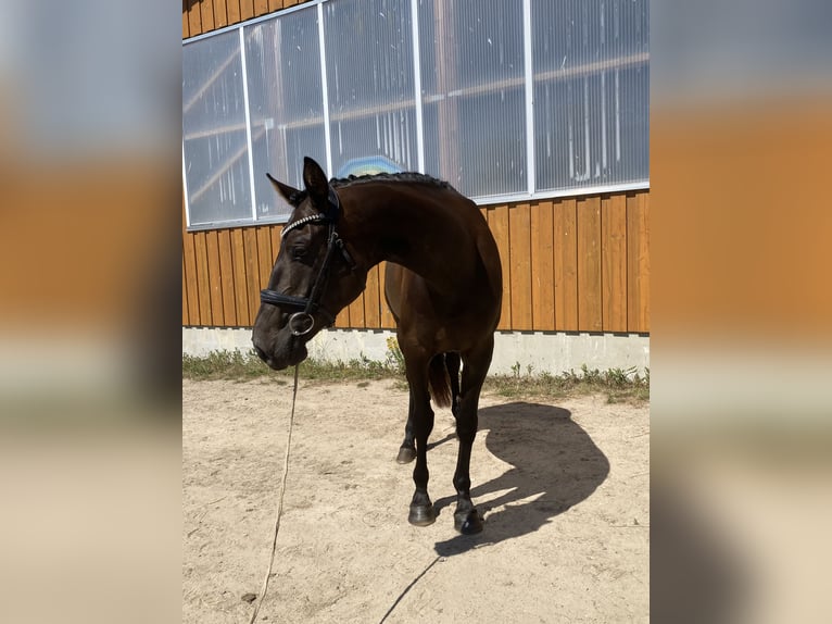 Hannoveraan Ruin 5 Jaar 170 cm Donkerbruin in Marlow