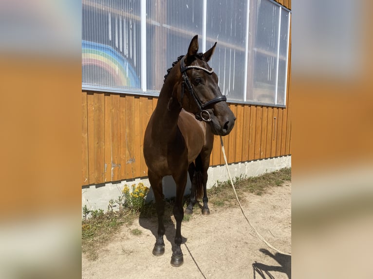 Hannoveraan Ruin 5 Jaar 170 cm Donkerbruin in Marlow