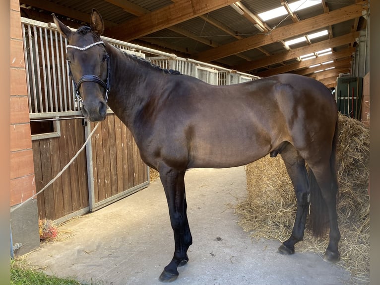 Hannoveraan Ruin 5 Jaar 170 cm Donkerbruin in Marlow