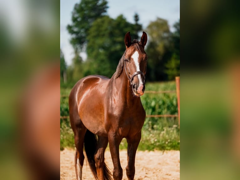Hannoveraan Ruin 5 Jaar 170 cm Donkere-vos in Blankenfelde