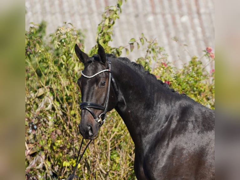 Hannoveraan Ruin 5 Jaar 170 cm in Hoh