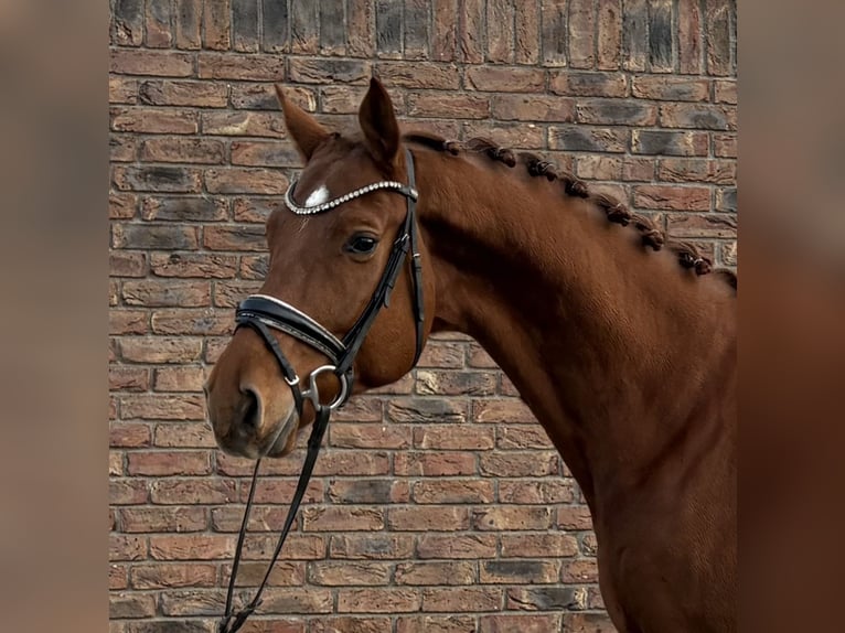 Hannoveraan Ruin 5 Jaar 170 cm Vos in Niederkassel
