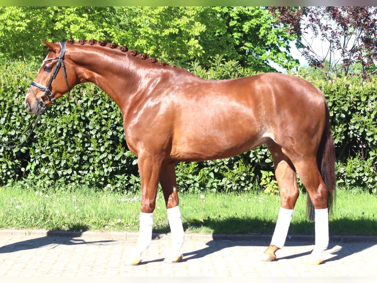 Hannoveraan Ruin 5 Jaar 170 cm Vos in Selsingen