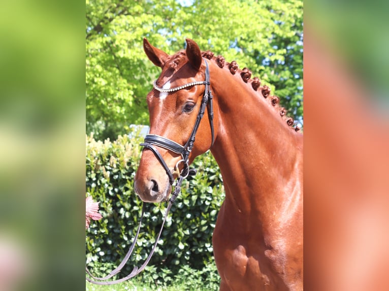 Hannoveraan Ruin 5 Jaar 170 cm Vos in Selsingen