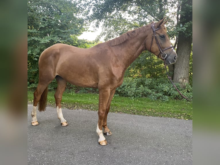 Hannoveraan Ruin 5 Jaar 170 cm Vos in Wagenfeld