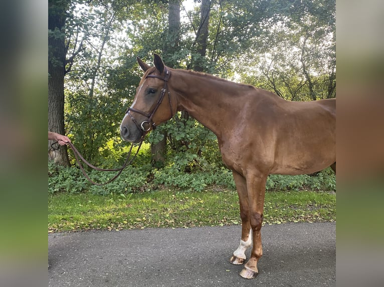 Hannoveraan Ruin 5 Jaar 170 cm Vos in Wagenfeld