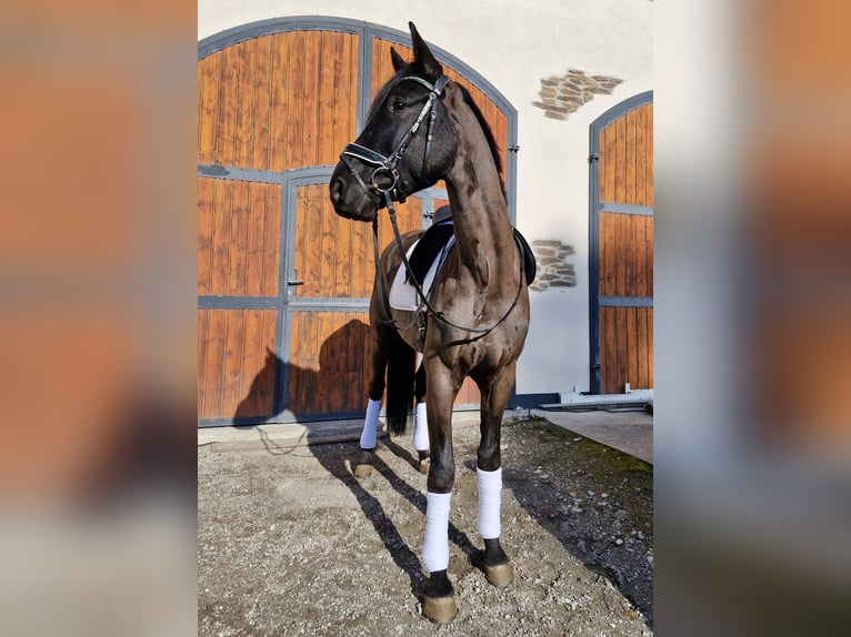 Hannoveraan Ruin 5 Jaar 170 cm Zwart in Hagen