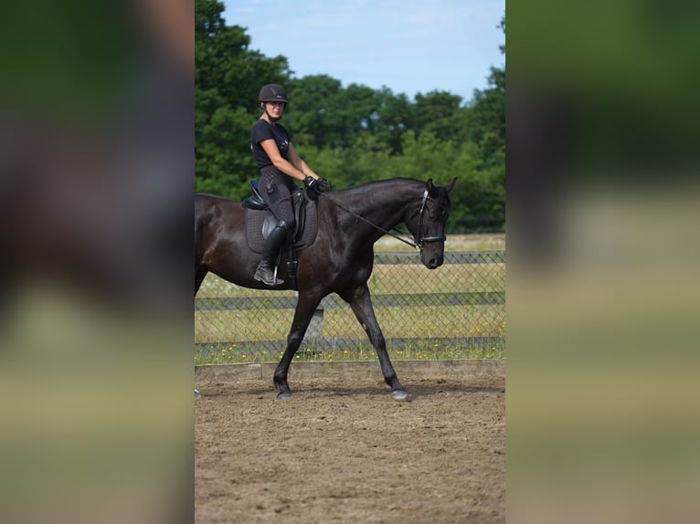 Hannoveraan Ruin 5 Jaar 170 cm Zwart in Bröthen