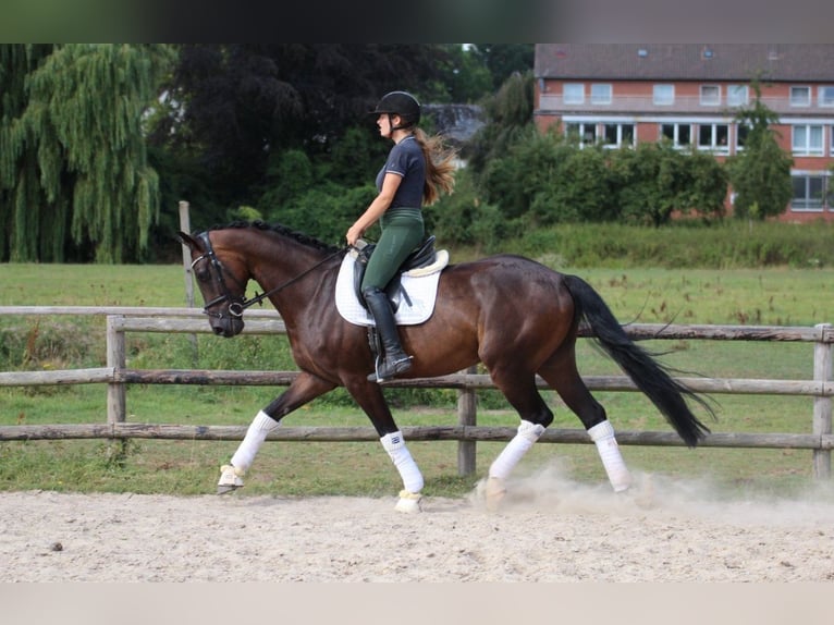 Hannoveraan Ruin 5 Jaar 170 cm Zwartbruin in Fürstenau