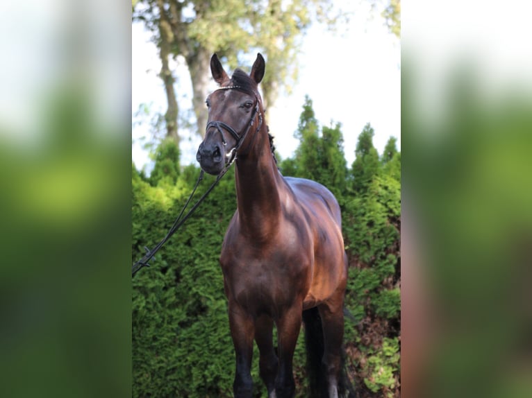 Hannoveraan Ruin 5 Jaar 170 cm Zwartbruin in Fürstenau
