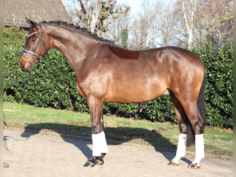 Hannoveraan Ruin 5 Jaar 171 cm Bruin in Selsingen