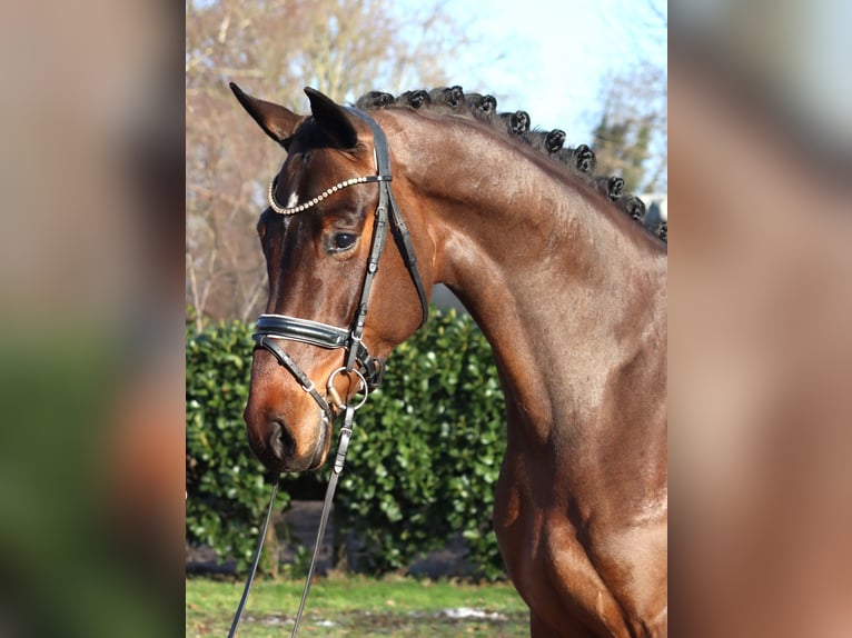 Hannoveraan Ruin 5 Jaar 171 cm Bruin in Selsingen