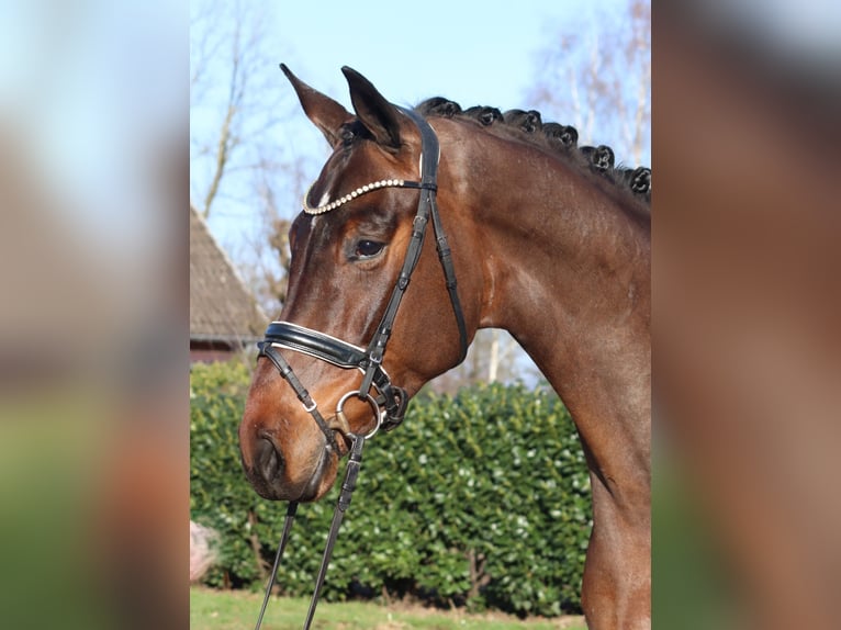 Hannoveraan Ruin 5 Jaar 171 cm Bruin in Selsingen