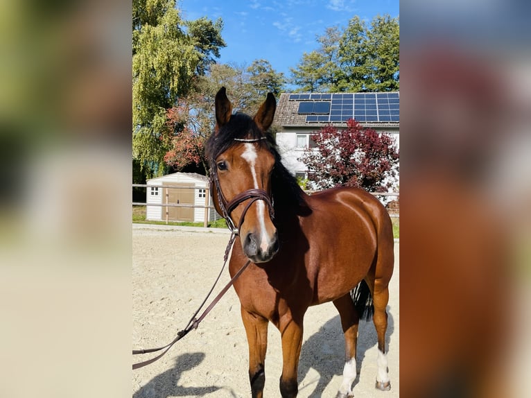 Hannoveraan Ruin 5 Jaar 171 cm Bruin in Weimar