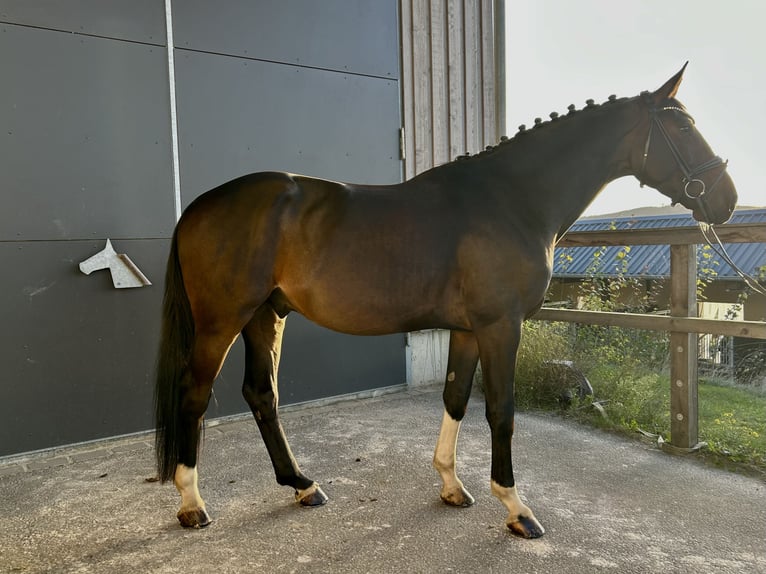 Hannoveraan Ruin 5 Jaar 172 cm Bruin in Lohmar