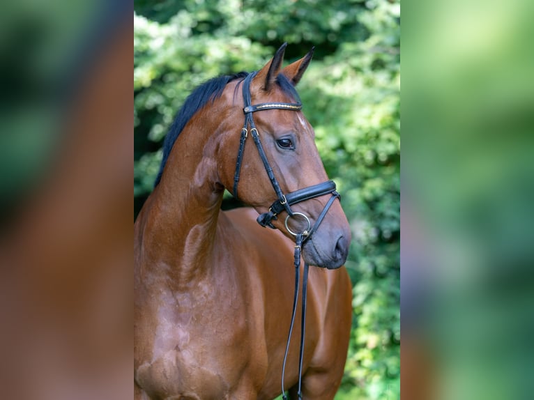 Hannoveraan Ruin 5 Jaar 172 cm Bruin in Bötersen