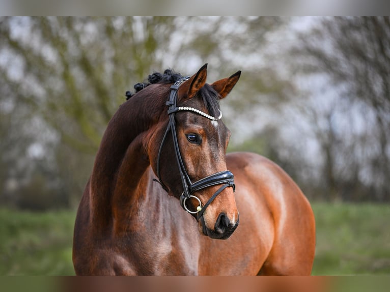 Hannoveraan Ruin 5 Jaar 172 cm Bruin in Riedstadt