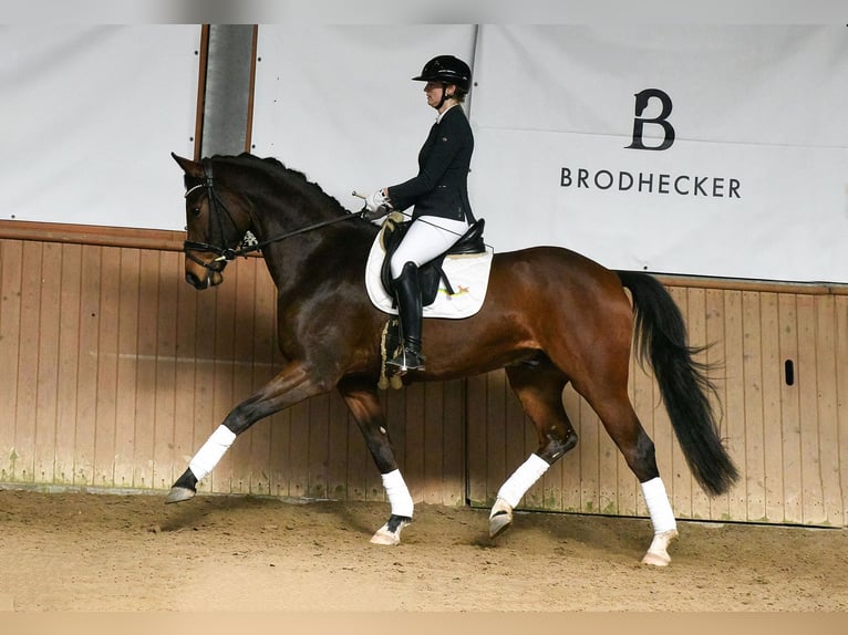 Hannoveraan Ruin 5 Jaar 172 cm Bruin in Riedstadt