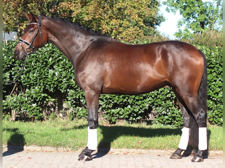 Hannoveraan Ruin 5 Jaar 172 cm Bruin in Selsingen