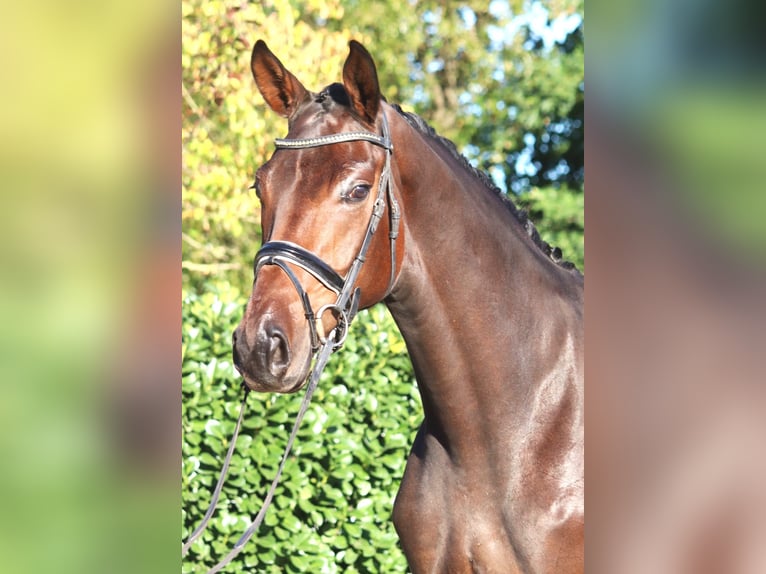 Hannoveraan Ruin 5 Jaar 172 cm Bruin in Selsingen