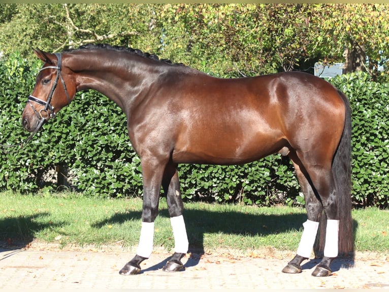 Hannoveraan Ruin 5 Jaar 172 cm Bruin in Selsingen