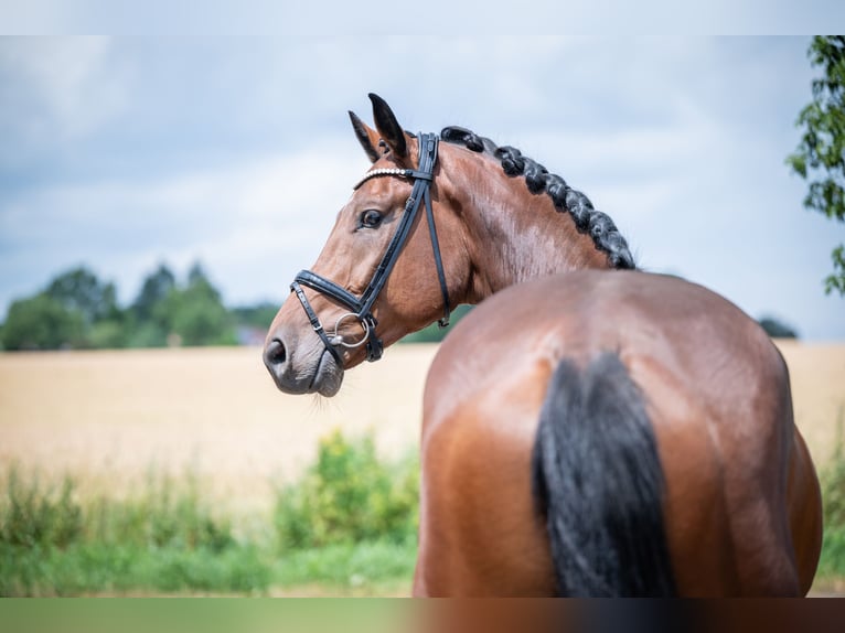Hannoveraan Ruin 5 Jaar 172 cm Bruin in Bramsche