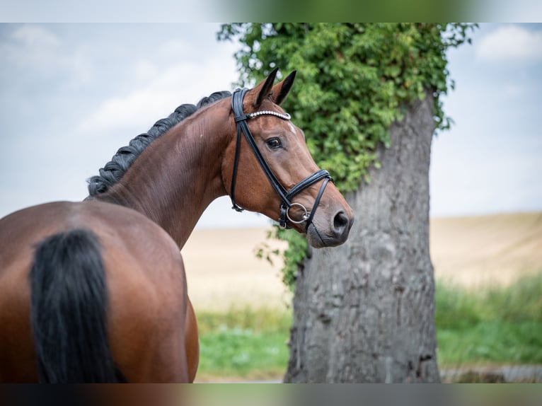Hannoveraan Ruin 5 Jaar 172 cm Bruin in Bramsche