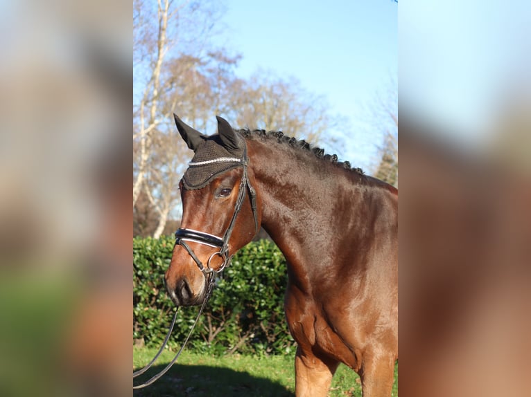 Hannoveraan Ruin 5 Jaar 172 cm Bruin in Selsingen